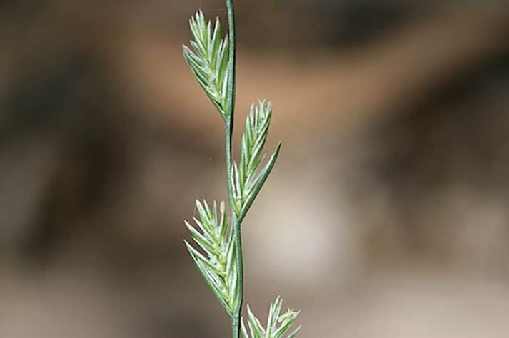 Perennial Ryegrass